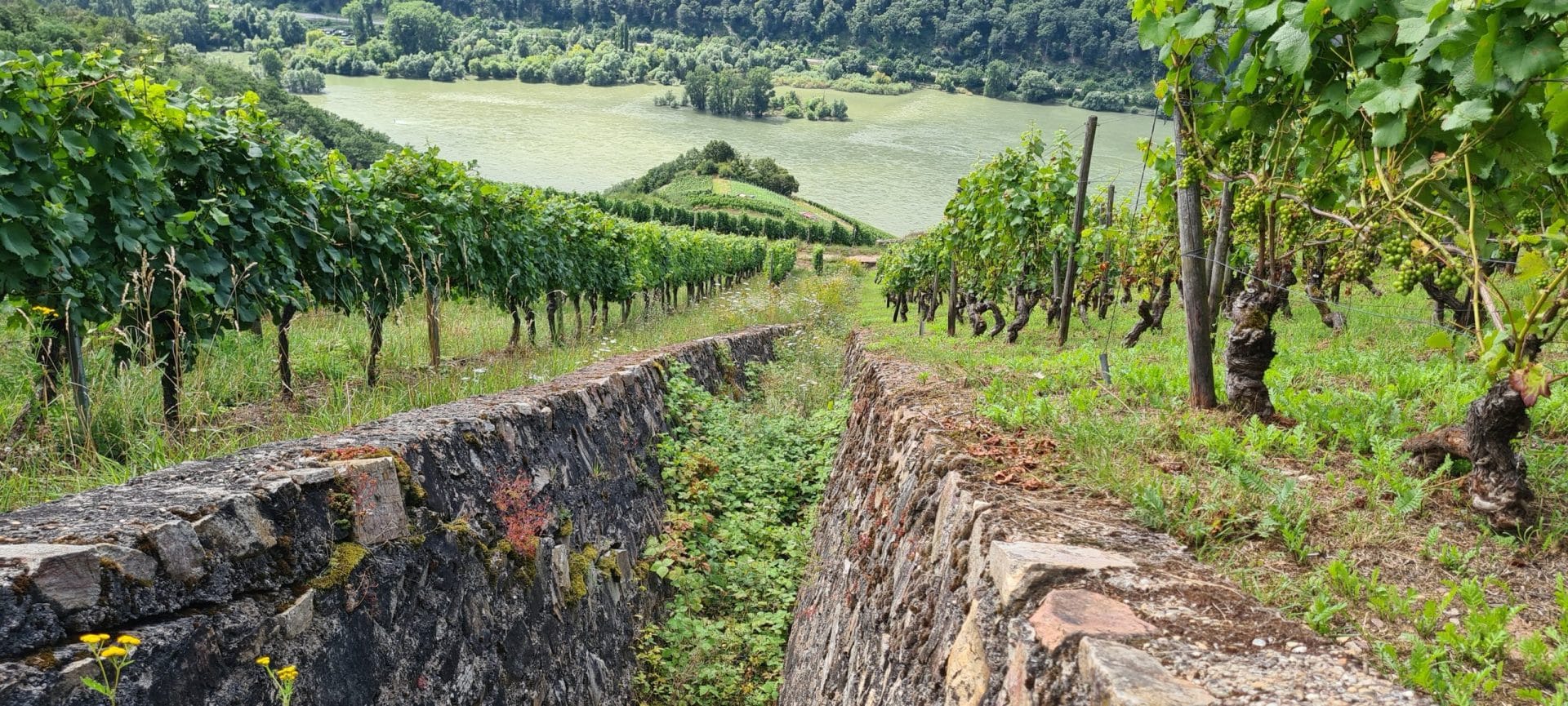 Weinberge am Flussufer