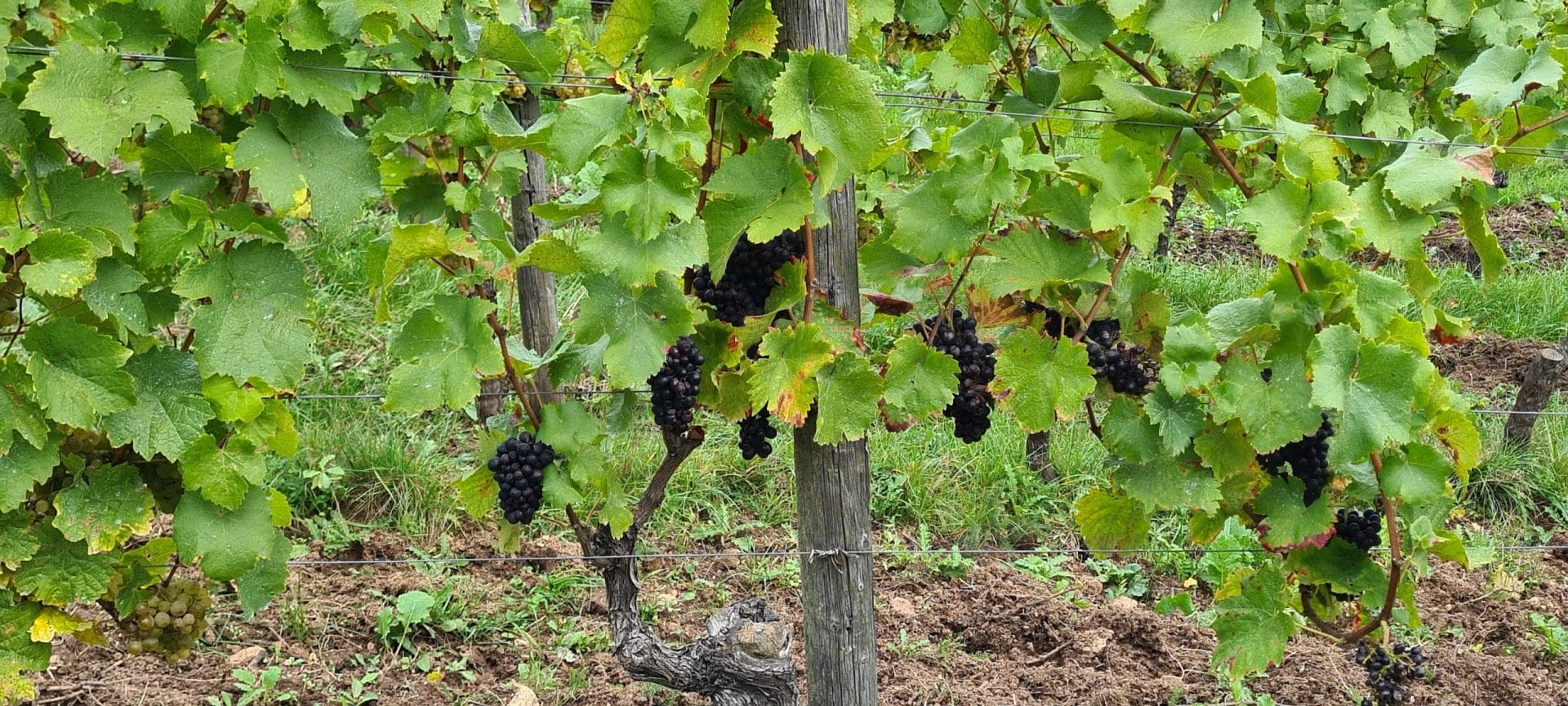 Weinreben mit reifen Trauben im Weinberg