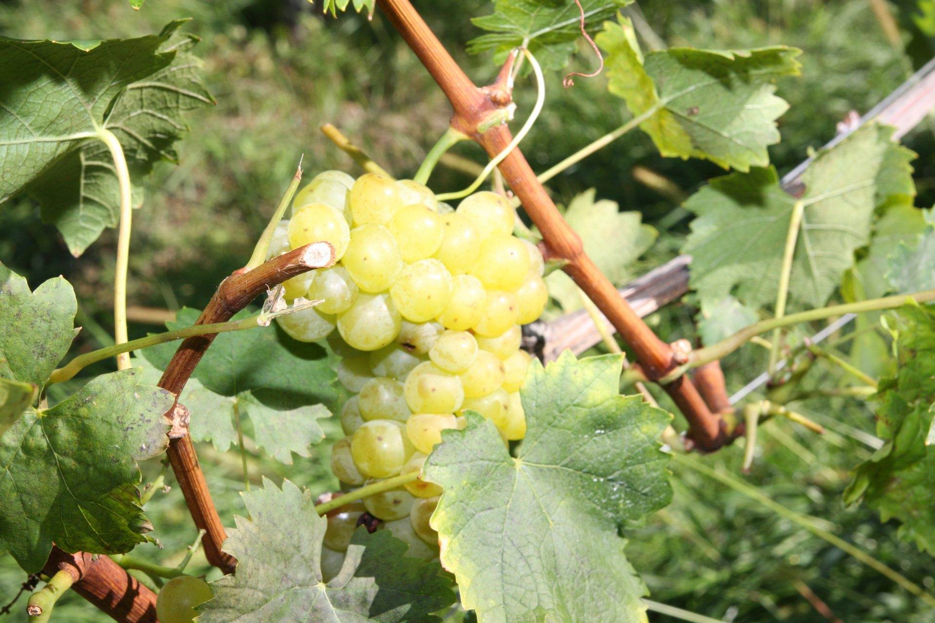 Trockener Riesling aus Deutschland