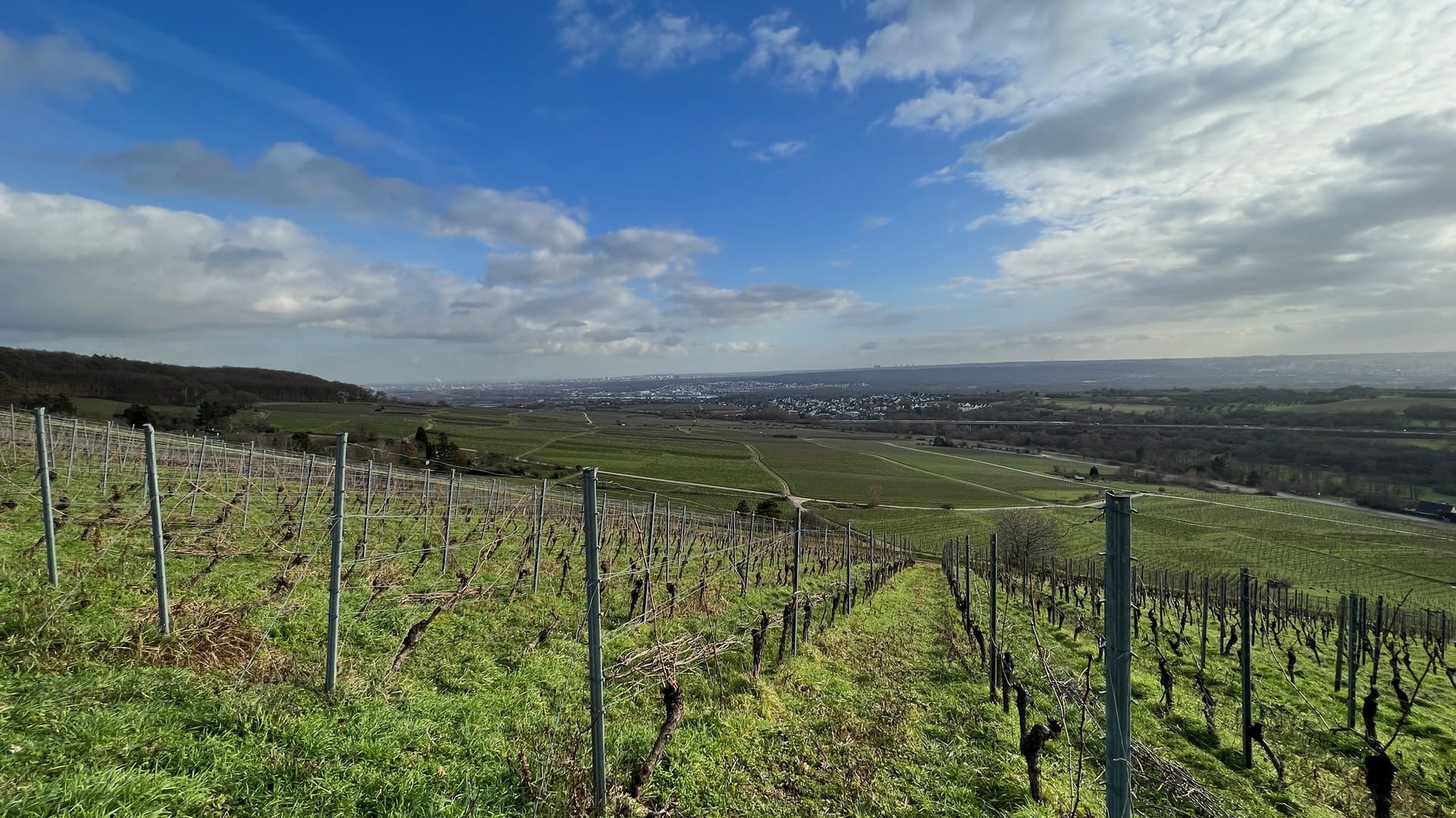 Weinberge mit weitem Ausblick und blauem Himmel